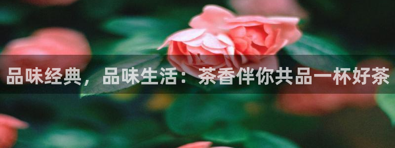安信卓越12月