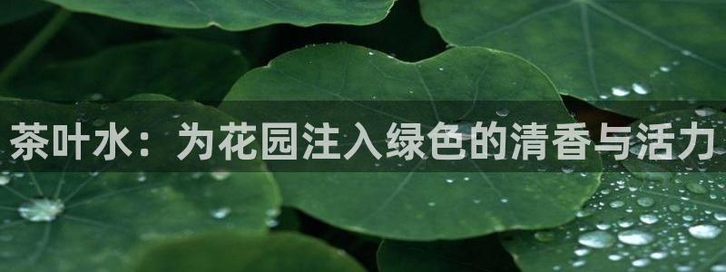 安信证券手机壳12