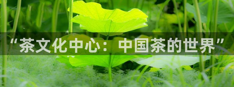 安信12周年