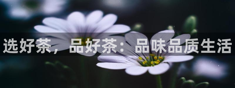 安信4特邀55 12
