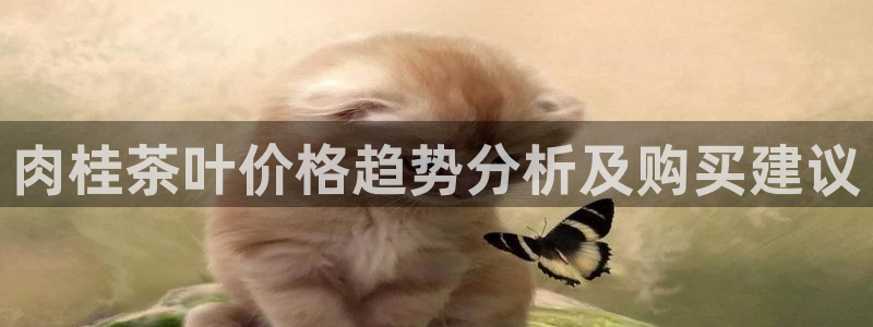 安信12软件介绍