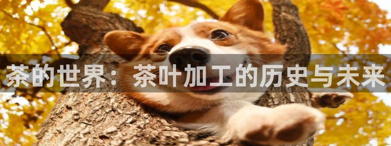 安信证券手机壳12