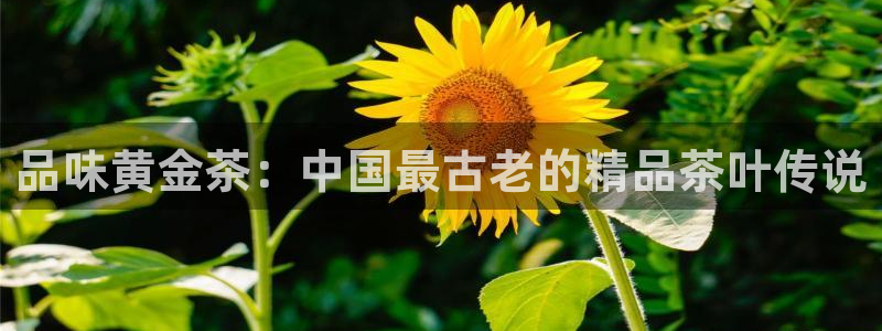 安信12平台