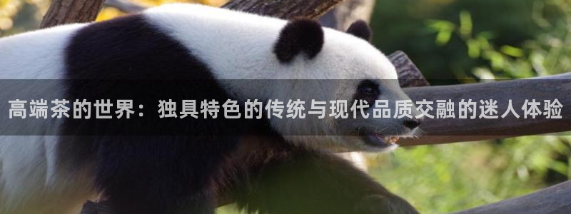 安信安翼 12账号