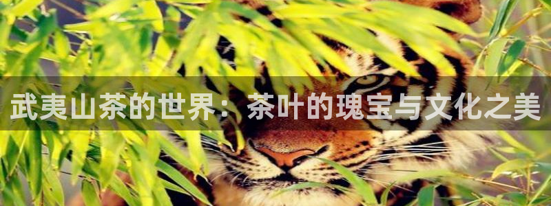 安信12主管