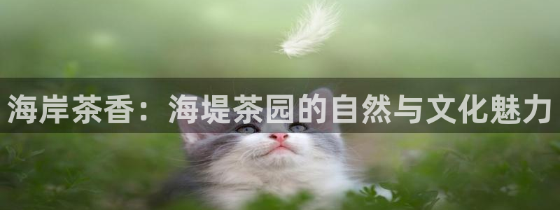 安信12软件介绍